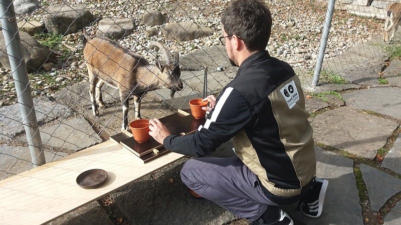 wild-goat-finding-hidden-treat